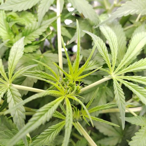 Wedding Glue  #4 growlog timeline photo