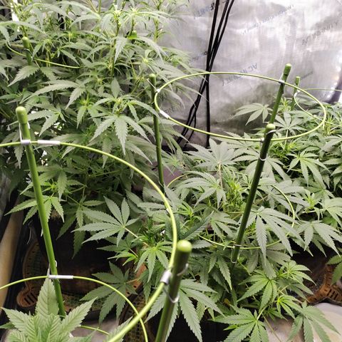 Banana Purple Punch #2 growlog timeline photo