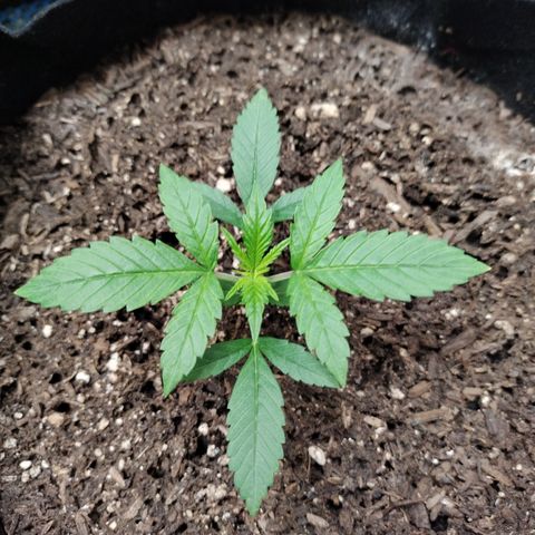 Banana Purple Punch #2 growlog timeline photo