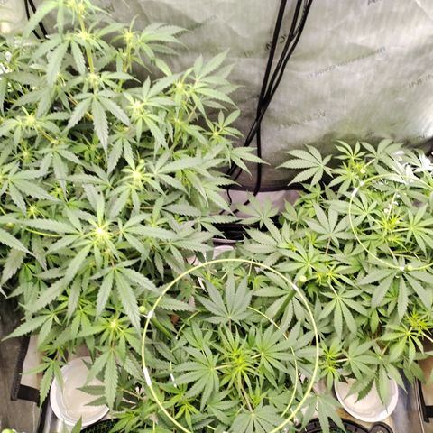 Wedding Glue  #4 growlog timeline photo