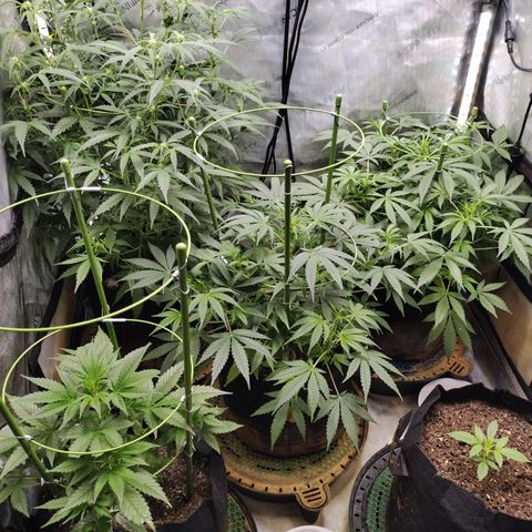 Banana Purple Punch #2 growlog timeline photo