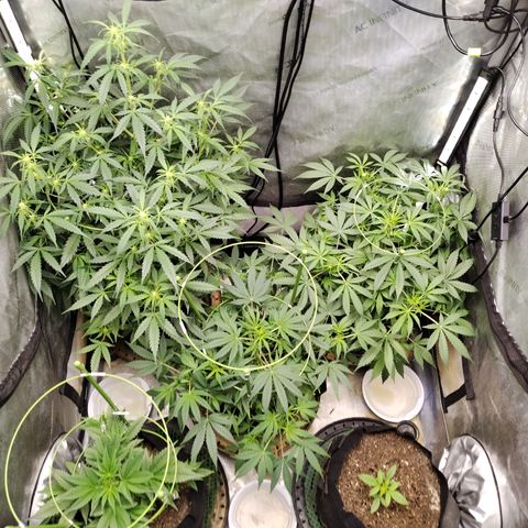 Banana Purple Punch #2 growlog timeline photo