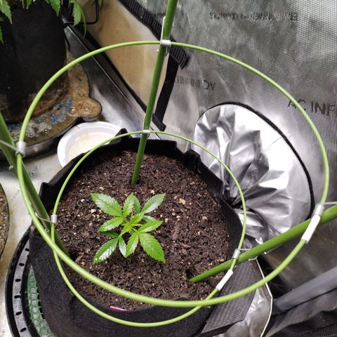 Banana Purple Punch #2 growlog photo: Installed Cage 