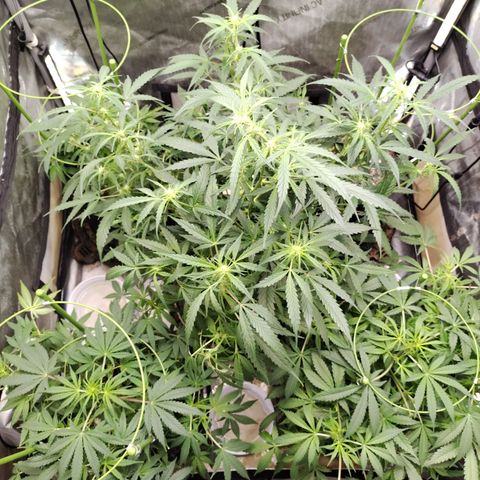 Banana Purple Punch #2 growlog photo: Rearranged plants 
