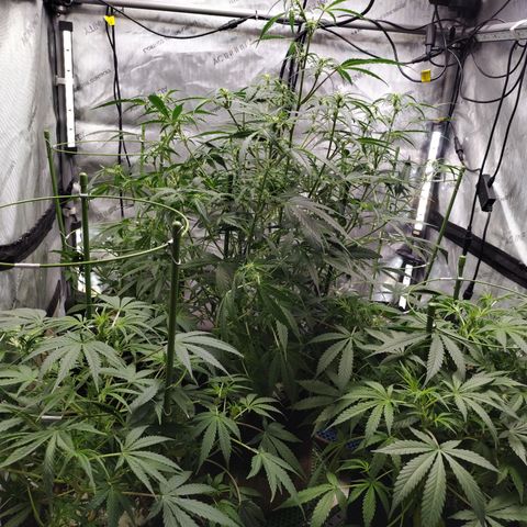 Banana Purple Punch #2 growlog photo: Rearranged plants 