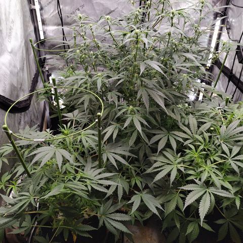 Banana Purple Punch #2 growlog timeline photo