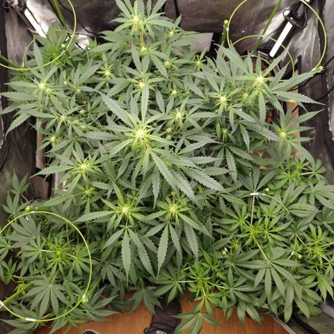 Banana Purple Punch #2 growlog timeline photo
