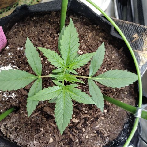 Banana Purple Punch #2 growlog timeline photo