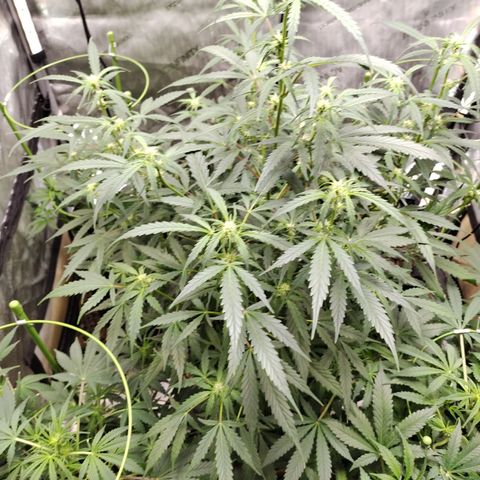 Banana Purple Punch #2 growlog timeline photo