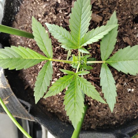 Banana Purple Punch #2 growlog photo: After FIM 