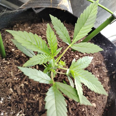 Banana Purple Punch #2 growlog photo: After FIM 