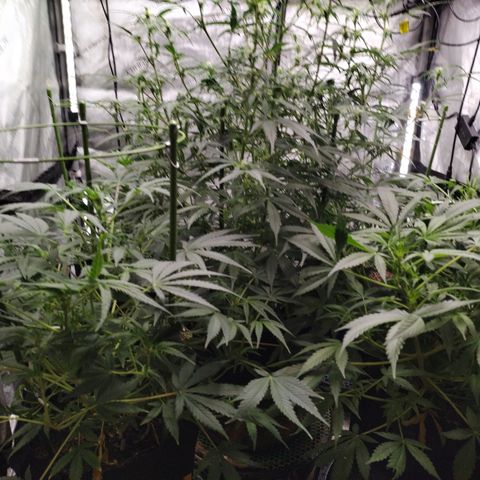 Banana Purple Punch #2 growlog photo: Before Defoliation 