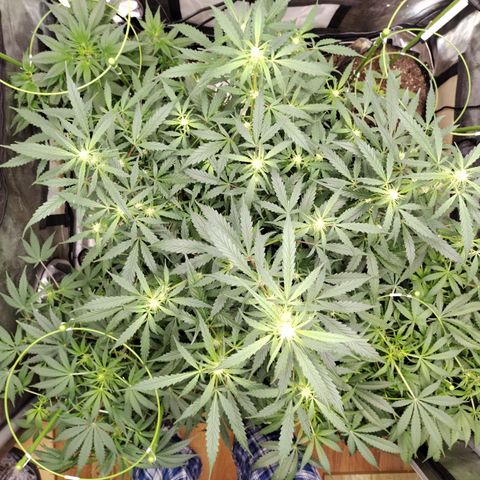 Banana Purple Punch #2 growlog photo: Before Defoliation 