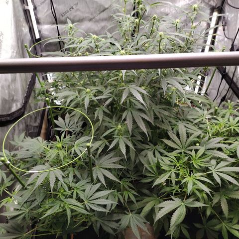 Banana Purple Punch #2 growlog photo: Before Defoliation 