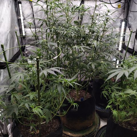 Banana Purple Punch #2 growlog photo: After Defoliation 