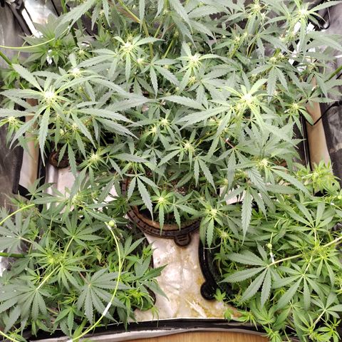 Wedding Glue  #4 growlog photo: After Defoliation 