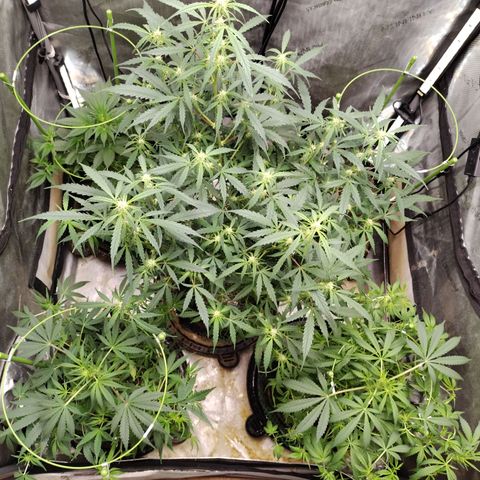 Wedding Glue  #4 growlog photo: After Defoliation 