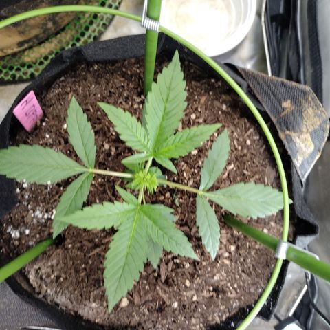 Banana Purple Punch #2 growlog photo: After FIM 