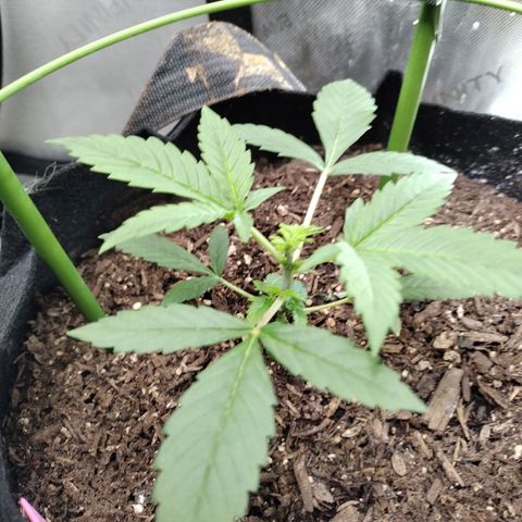 Banana Purple Punch #2 growlog photo: After FIM 
