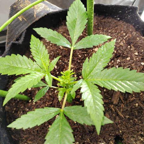 Banana Purple Punch #2 growlog photo: After FIM 