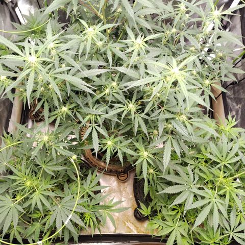 Banana Purple Punch #2 growlog timeline photo
