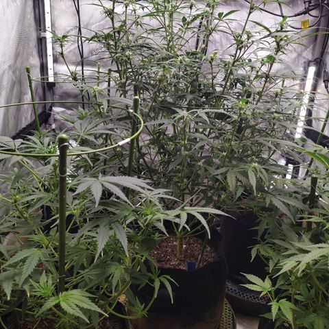 Banana Purple Punch #2 growlog timeline photo