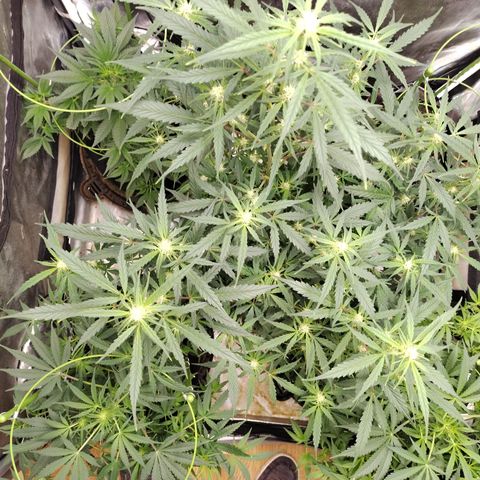 Banana Purple Punch #2 growlog timeline photo