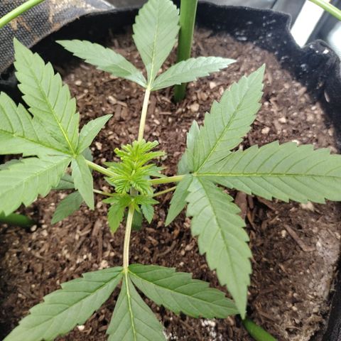 Banana Purple Punch #2 growlog timeline photo