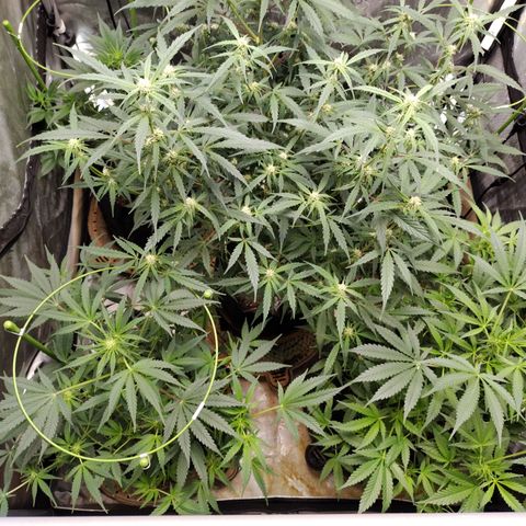 Banana Purple Punch #2 growlog timeline photo