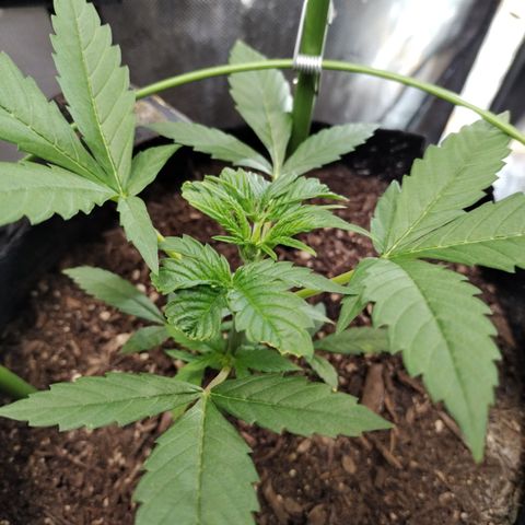 Banana Purple Punch #2 growlog timeline photo