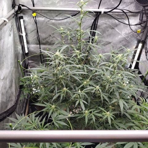 Banana Purple Punch #2 growlog timeline photo