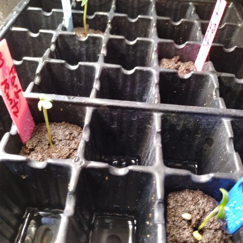 Forbidden Runtz  #1 growlog timeline photo