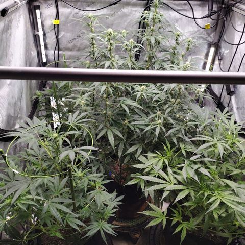 Banana Purple Punch #2 growlog timeline photo