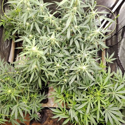 Banana Purple Punch #2 growlog timeline photo