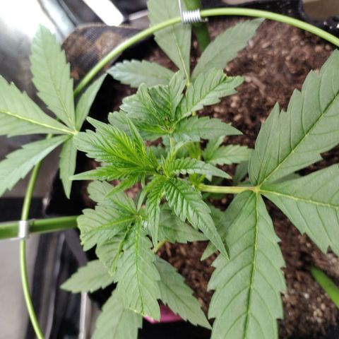 Banana Purple Punch #2 growlog timeline photo