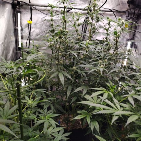 Banana Purple Punch #2 growlog timeline photo