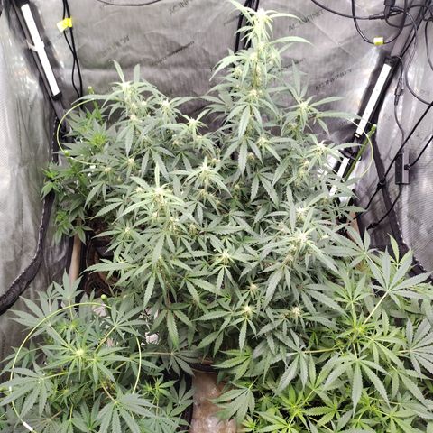 Banana Purple Punch #2 growlog timeline photo