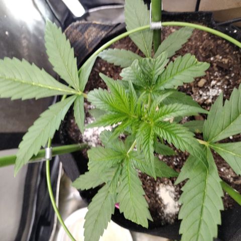 Banana Purple Punch #2 growlog timeline photo