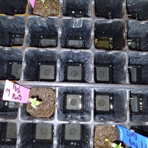 Forbidden Runtz  #1 growlog photo: Ready for transplant 