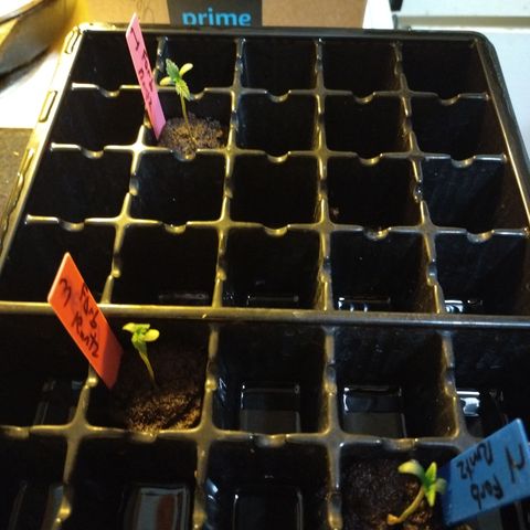 Forbidden Runtz  #1 growlog photo: Ready for transplant to CowPots 