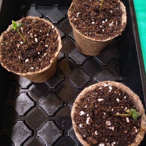 Forbidden Runtz  #1 growlog photo: CowPots DAY ONE 