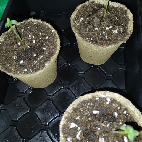 Forbidden Runtz  #1 growlog photo: CowPots DAY ONE 