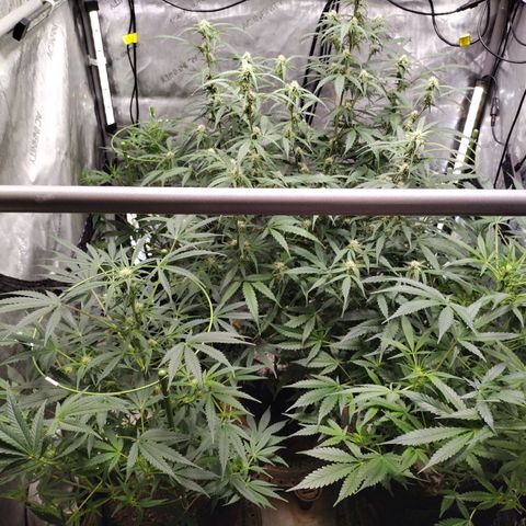 Banana Purple Punch #2 growlog timeline photo