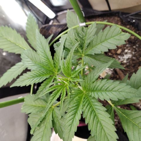 Banana Purple Punch #2 growlog timeline photo