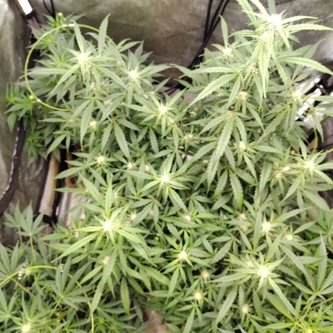 Banana Purple Punch #2 growlog timeline photo