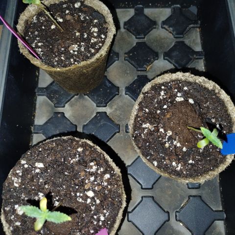 Forbidden Runtz  #1 growlog timeline photo
