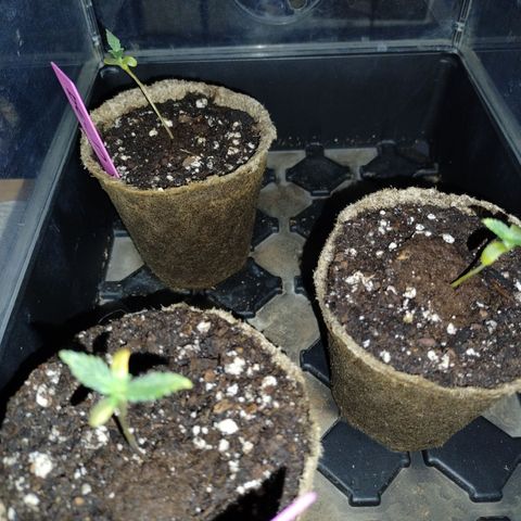 Forbidden Runtz  #1 growlog timeline photo