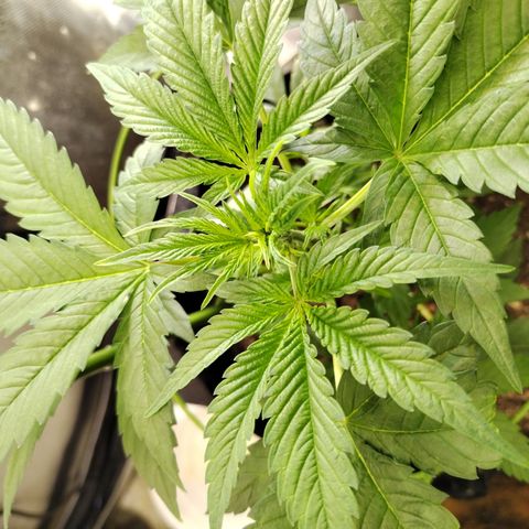 Banana Purple Punch #2 growlog timeline photo