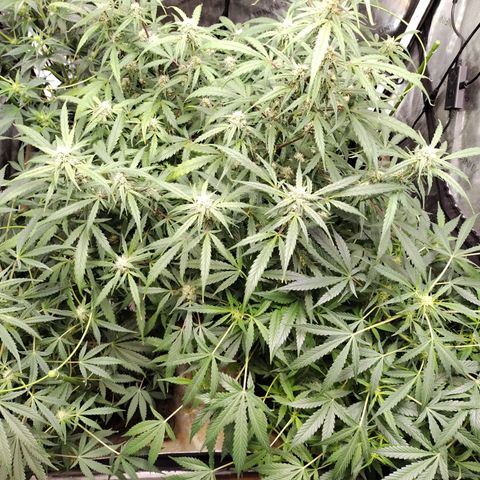 Banana Purple Punch #2 growlog timeline photo