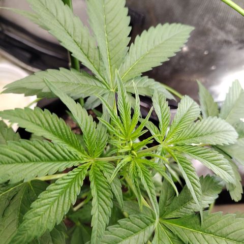 Banana Purple Punch #2 growlog timeline photo